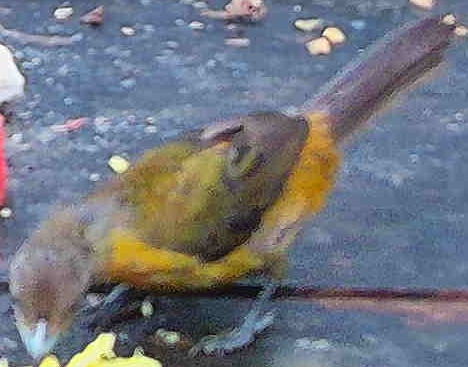Flame-rumped Tanager