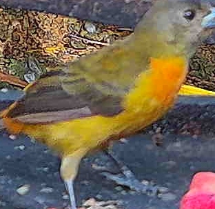 Flame-rumped Tanager