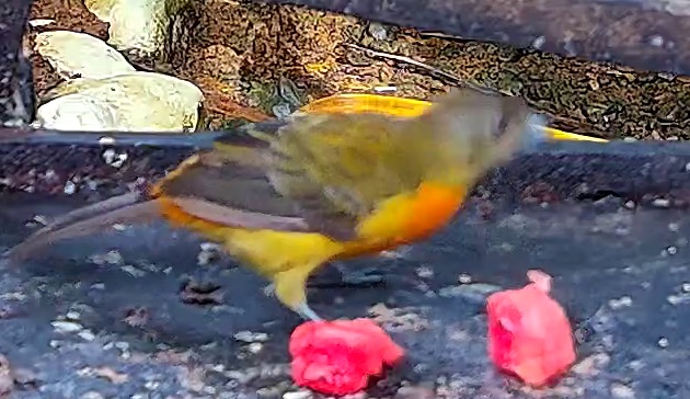 Flame-rumped Tanager