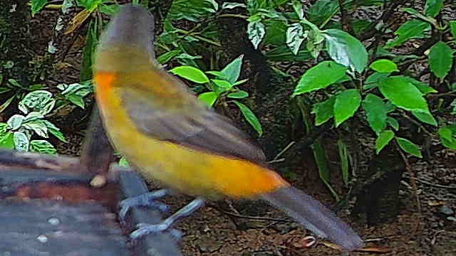 Palm tanager