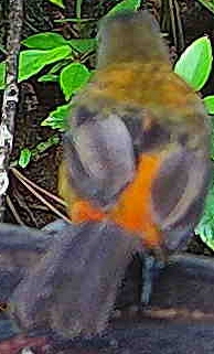 Orange-billed sparrow
