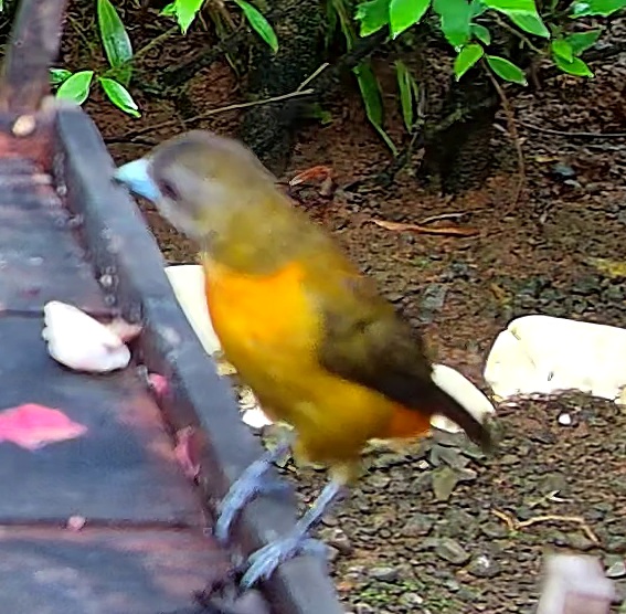Flame-rumped Tanager