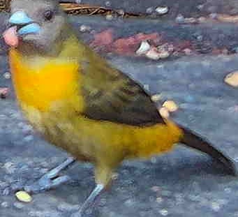 Flame-rumped Tanager