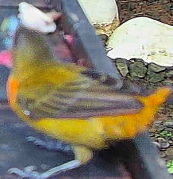 Cherrie's Tanager