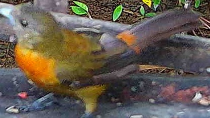 Flame-rumped Tanager