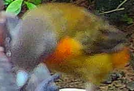 Orange-bellied euphonia