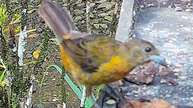 Flame-rumped Tanager