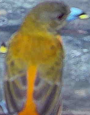 Flame-rumped Tanager