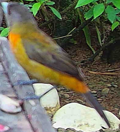 Flame-rumped Tanager
