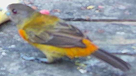Passerini's Tanager