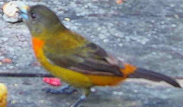 Orange-bellied euphonia