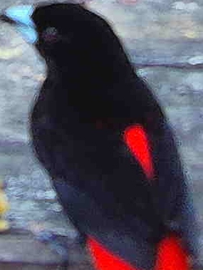 Scarlet-rumped Tanager
