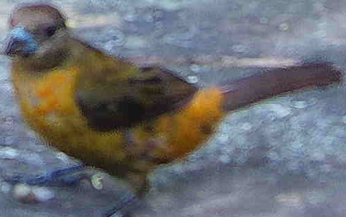 Passerine bird