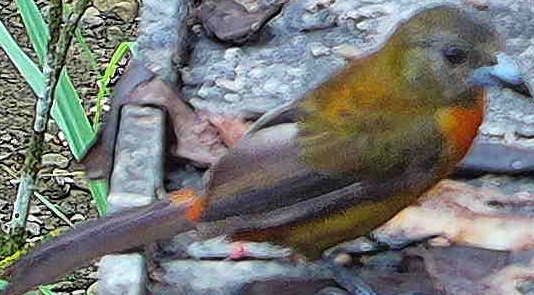 Flame-rumped Tanager