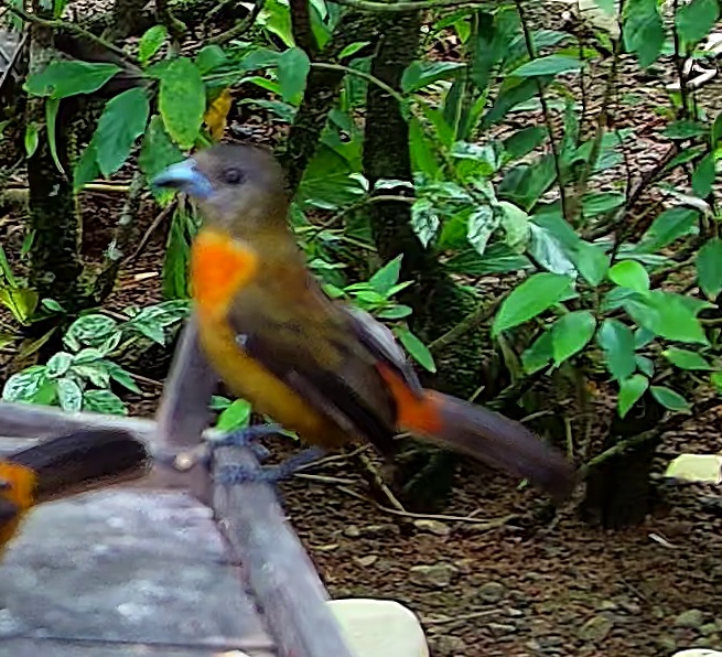 Flame-rumped Tanager