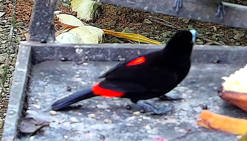 Flame-rumped Tanager