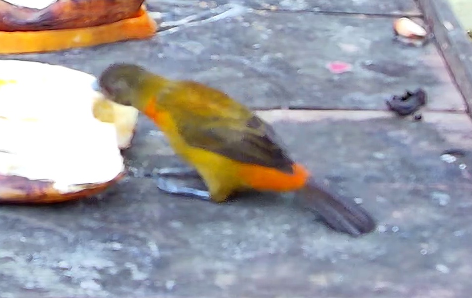 Orange-bellied Euphonia