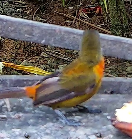 Crimson-collared Tanager