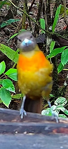 Flame-rumped Tanager