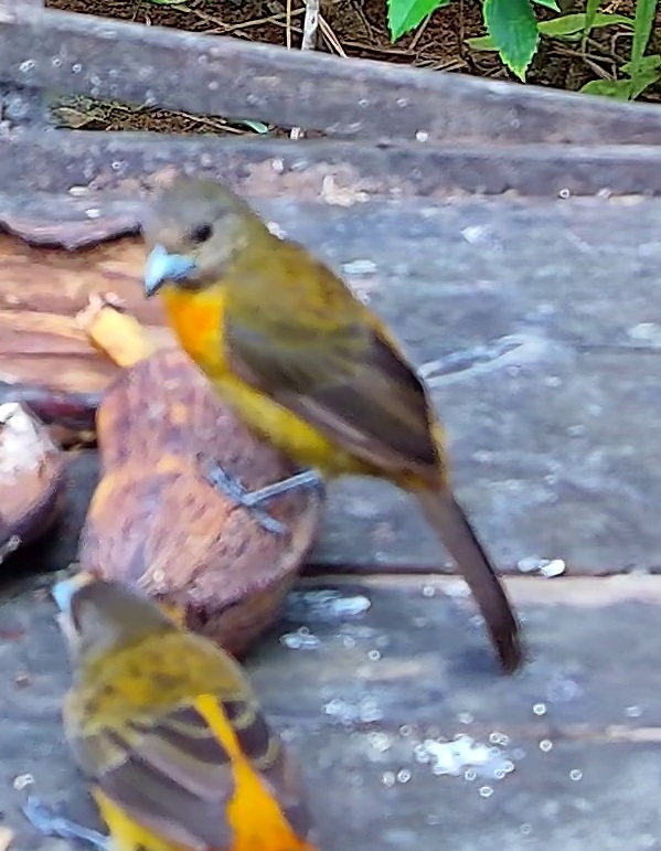 Flame-rumped Tanager