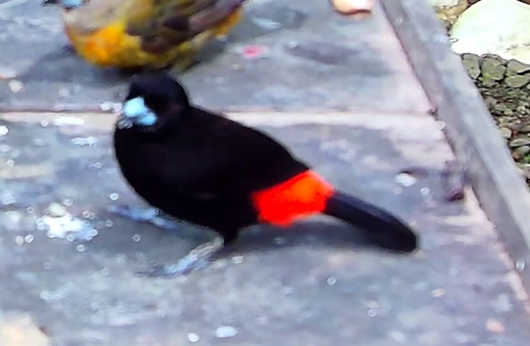 Scarlet-rumped Tanager