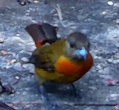 Passerini's Tanager