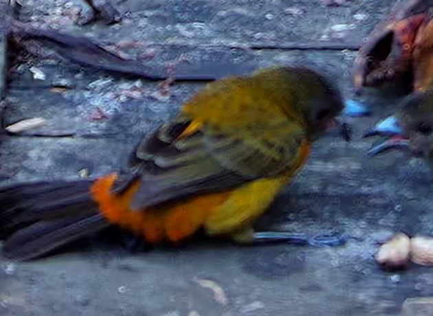 Flame-rumped Tanager