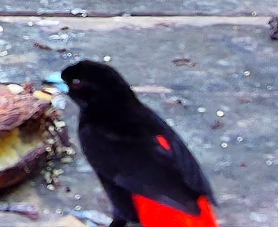 Flame-rumped Tanager