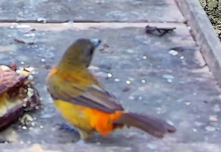 Flame-rumped Tanager