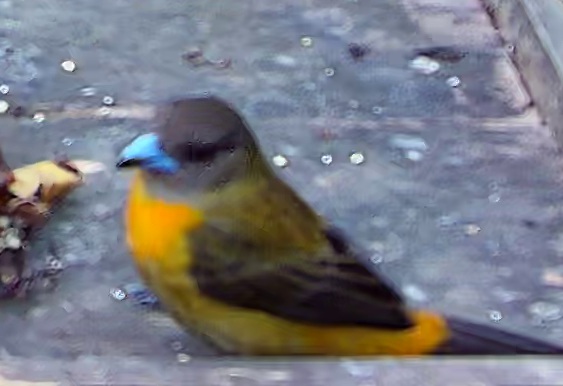 Crimson-backed Tanager