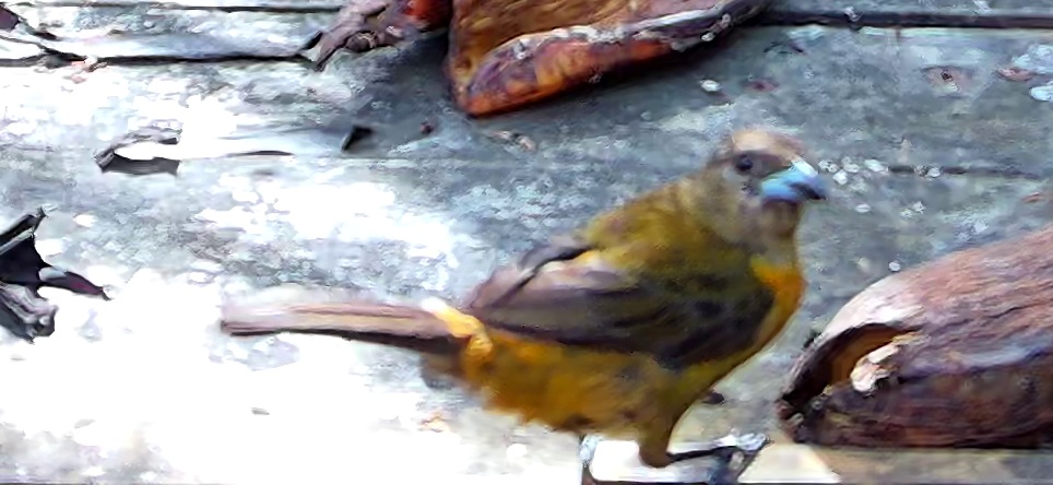 Flame-rumped Tanager