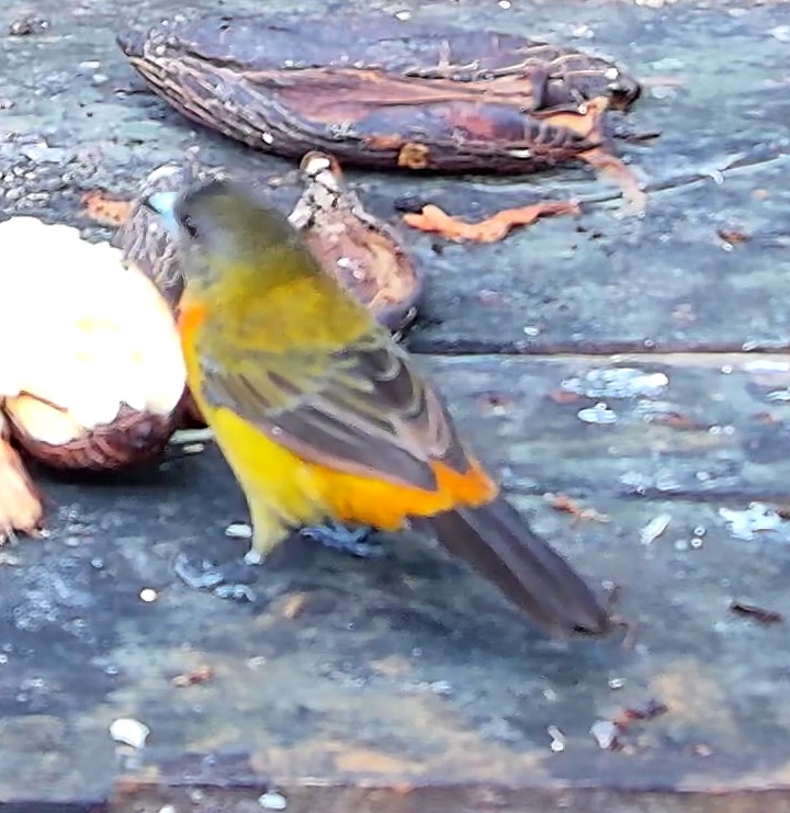 Flame-rumped Tanager