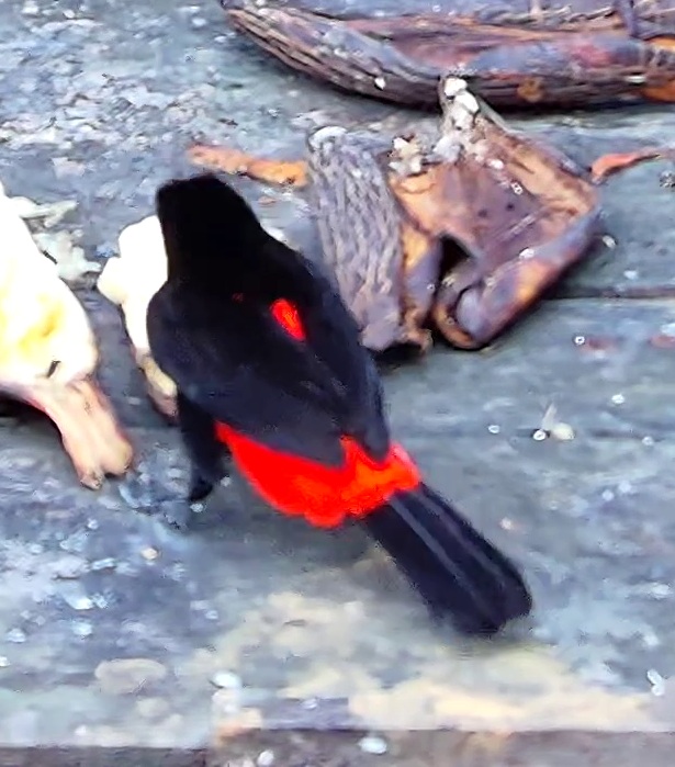 Cherrie's tanager