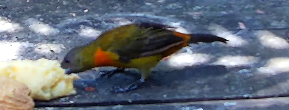 Orange-bellied euphonia