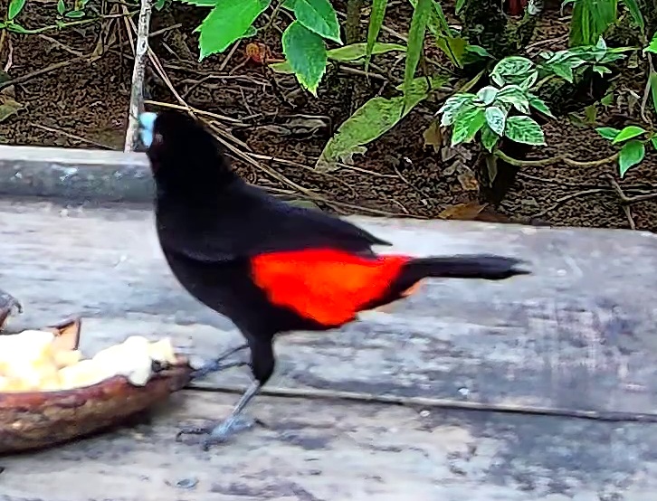Scarlet-rumped Tanager