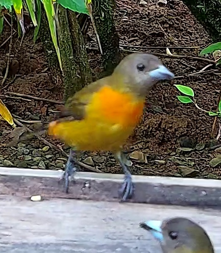 Orange-chinned Parakeet