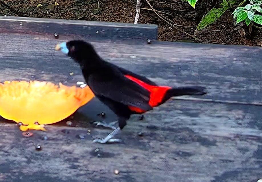 Flame-rumped Tanager