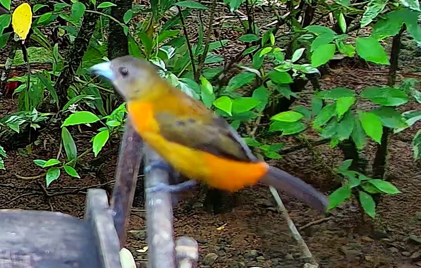 Flame-rumped Tanager