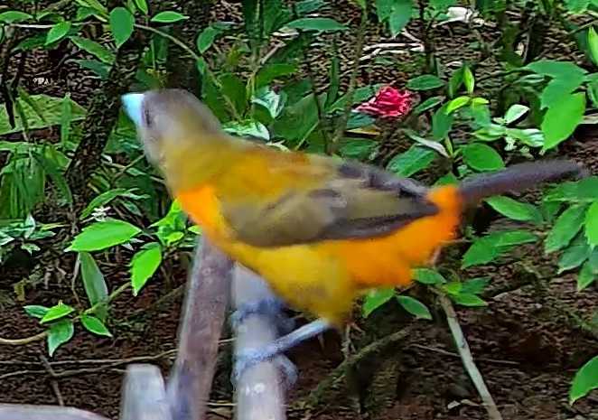 Flame-rumped Tanager