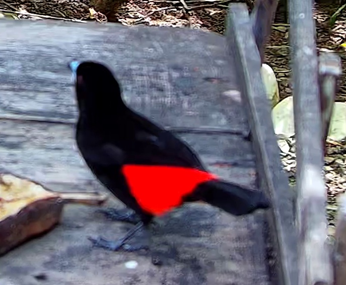 Flame-rumped Tanager