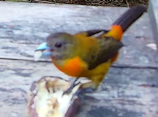 Flame-rumped Tanager