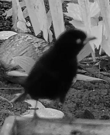 Variable Seedeater