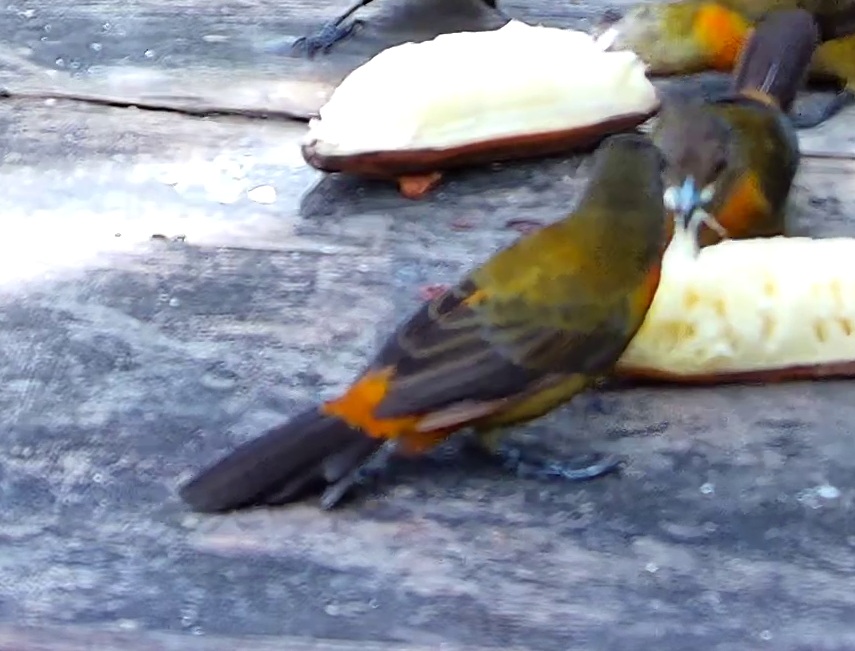 Flame-rumped Tanager