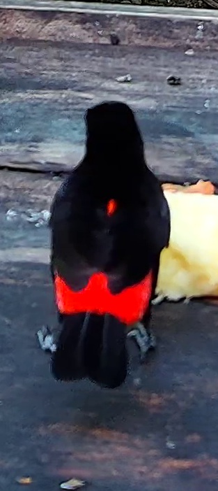 Flame-rumped Tanager