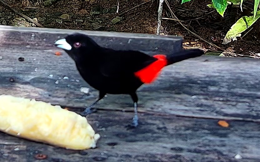 Flame-rumped Tanager
