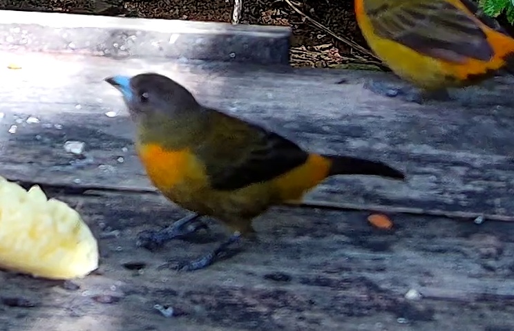 Flame-rumped Tanager