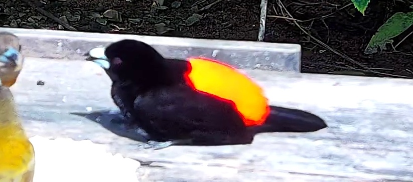 Flame-rumped Tanager