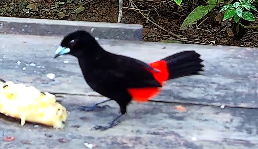 Flame-rumped Tanager