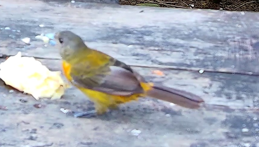 Flame-rumped Tanager