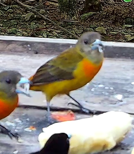 Scarlet-rumped Tanager